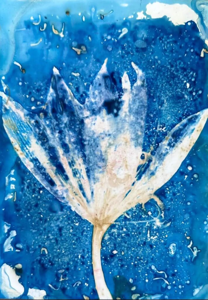 Cyanotype Photography